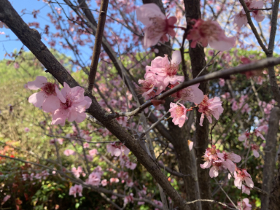 2022JapaneseGardens